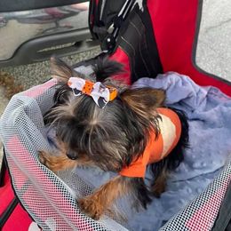 Chihuahuas and Yorkshire Terriers from CoolMissLLC
