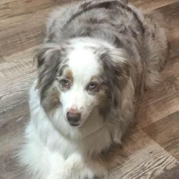 Oakley - Australian Shepherd