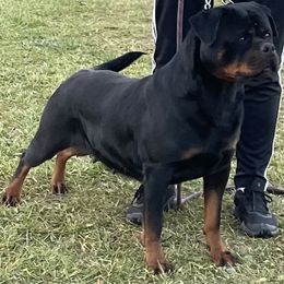 Fortuna - Rottweiler