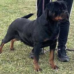 Fortuna - Rottweiler