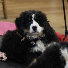 Annabelle - Black rust and white female Bernese Mountain Dog puppy in Walnut Creek, Ohio from Emerald Acres Bernese
