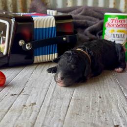 Zydeco - Brown Collar - Phantom female Bernedoodle puppy in Carencro, Louisiana from Southern Bayou Poodles and Doodles