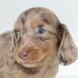Dachshund Puppies from Piney Woods Miniature Dachshunds LLC
