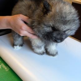 White boy - Black and silver male Keeshond puppy in Fayetteville, Tennessee from Erbekees-Keeshonden