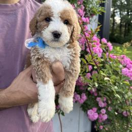 Rocky - Blue collar boy - Red  male Goldendoodle puppy in Ruthorfordton, North Carolina from Duncan Doodles Goldendoodles