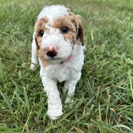 Goldendoodle Puppies from Central Kentucky Goldendoodles