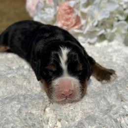 Boy 1 - Black rust and white male Bernese Mountain Dog puppy in Broxton, Georgia from Faith’s Bernese
