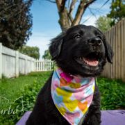 Border Collie, Golden Retriever, and Sporty Mix Puppies from Turbo Border Collies & Coltrievers
