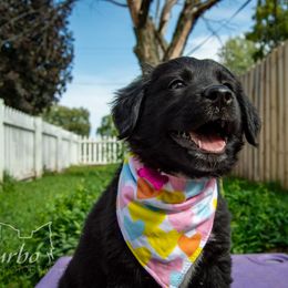 Border Collie, Golden Retriever, and Sporty Mix Puppies from Turbo Border Collies & Coltrievers