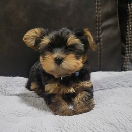 Boy 2 - Black and tan male Yorkshire Terrier puppy in San Antonio, Texas from R&R Yorkies of San Antonio