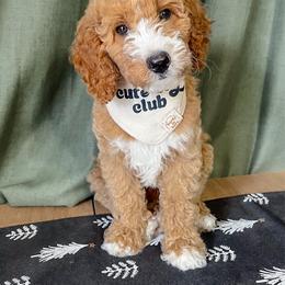 Rex - Cream male Goldendoodle puppy in Lakeland, Florida from Rolling Oak Doodles