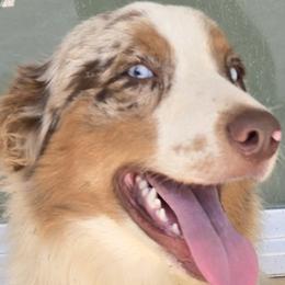Australian Shepherds from Triple J Aussie Ranch