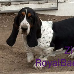 Ziva - Basset Hound