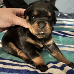 Girl 3 - Black and mahogany female Rottweiler puppy in Detroit, Michigan from Dark Storm Kennels