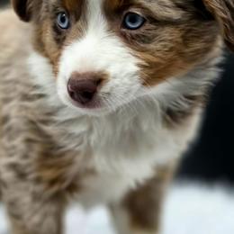 Toy Australian Shepherd puppies from Son Shine Farm
