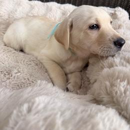 Zen - Yellow male Labrador Retriever puppy in Mission Viejo, California from Loving Puppy House