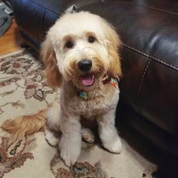 Halley - Goldendoodle