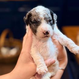 Bramble - Parti male Goldendoodle puppy in Macclenny, Florida from Baker County Goldendoodles