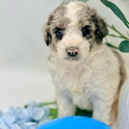 Charlie - Blue merle male Aussiedoodle puppy in Eastman, Georgia from Dood B Ranch