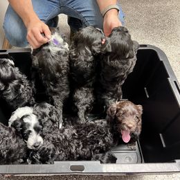 Portuguese Water Dog Puppies from Yellowstone Porties