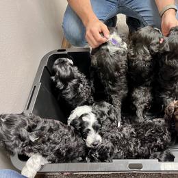 Portuguese Water Dog Puppies from Yellowstone Porties