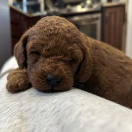 Poodle Puppies from Mountain Valley Poodles