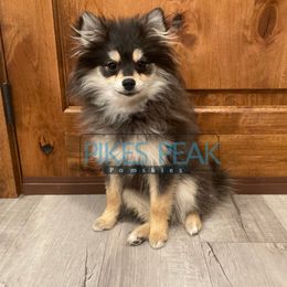 HeiHei - Black male Pomsky puppy in Littleton, Colorado from Pikes Peak Pomskies