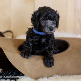 Hooey - Silver male Poodle puppy in Arlington, Ohio from Solid Oak Ranch