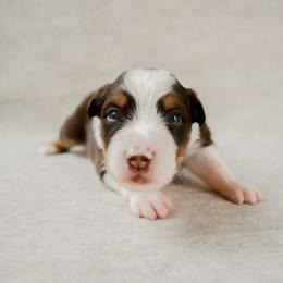 Hale - Red tri-color male Australian Shepherd puppy in Aberdeen, North Carolina from Huckleberry Hill Aussies LLC.