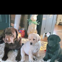 Labrador Retriever Puppies from Sound View Labradors East