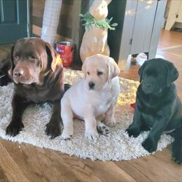 Labrador Retriever Puppies from Sound View Labradors East