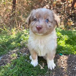 Bonnie - Red merle female Australian Shepherd puppy in Grants Pass, Oregon from Carmel Mountain Aussies