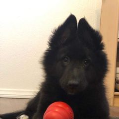Belgian Sheepdog Puppies from Blue Moon Belgian Sheepdogs