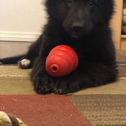 Belgian Sheepdog Puppies from Blue Moon Belgian Sheepdogs