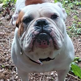 Olde English Bulldogge puppies from Blue Knob OEB's