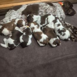 English Springer Spaniel puppies from Ciblo Creek Spaniels