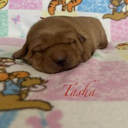 Tasha - Yellow female Labrador Retriever puppy in Alcester, South Dakota from Theresa Rhodes