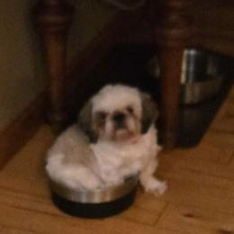 Gigi - Shih Tzu