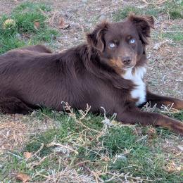 Zari - Toy Australian Shepherd