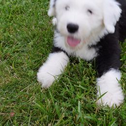 Old English Sheepdog Puppies from Roland Hills Farm