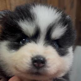 Cali - Black and white female Pomsky puppy in Spring Hill, Florida from PDQ Pomskies