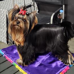 Sunny - Yorkshire Terrier
