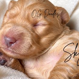 Skye - Apricot female Goldendoodle puppy in Cleveland, Georgia from The O.G. Doodles