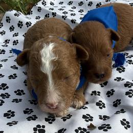 Boy 1 - Red male Cavapoo puppy in Cottondale, Florida from Pat’s precious puppies