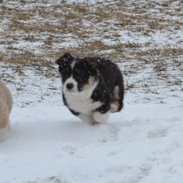 Pembroke Welsh Corgi Puppies from The Blessed Herd
