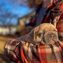 French Bulldog Puppies from Bailey French Bulldogs