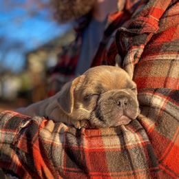 French Bulldog Puppies from Bailey French Bulldogs