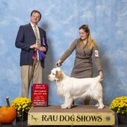 Claire - Clumber Spaniel