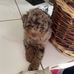 Goldendoodle and Poodle Puppies from Natalia Ovalle