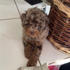 Goldendoodle and Poodle Puppies from Natalia Ovalle